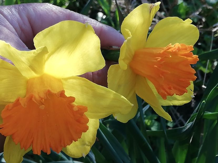  - 0-2019 - De prin curte