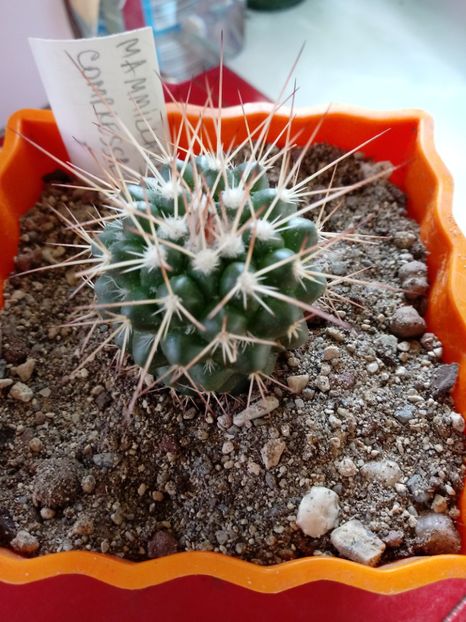  - Mammillaria