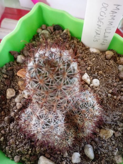  - Mammillaria
