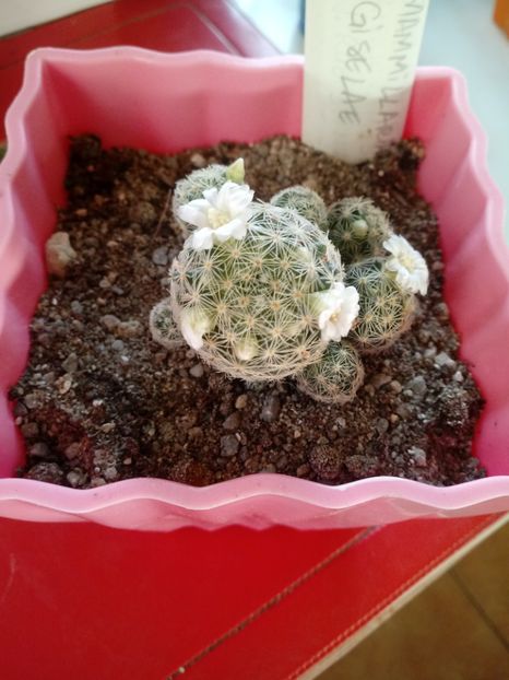  - Mammillaria