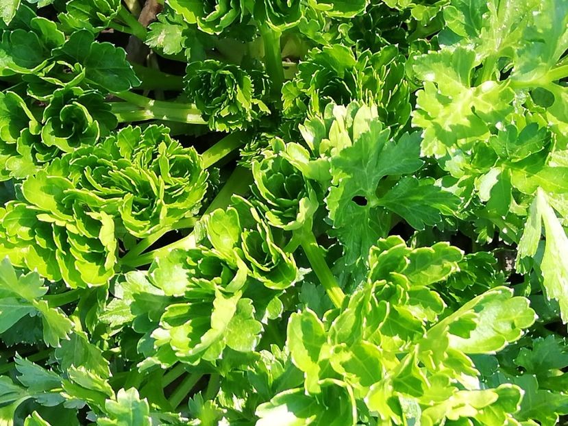  - 0-2019 - De prin curte