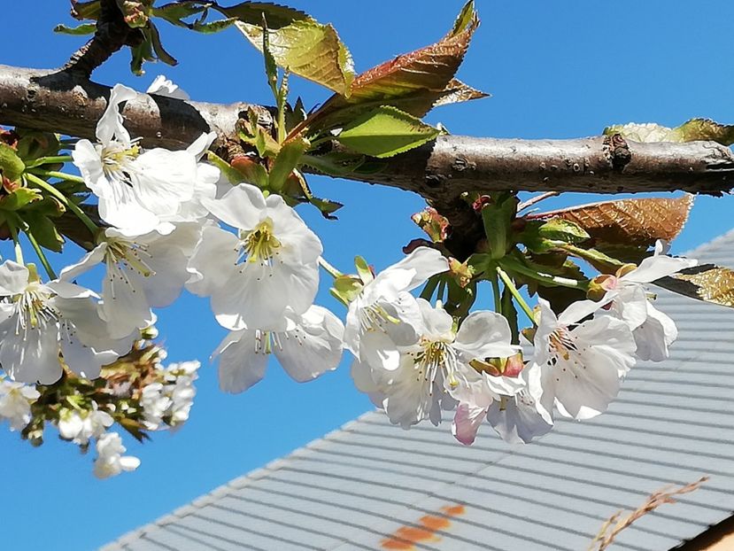  - 0-2019 - De prin curte