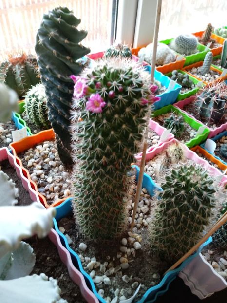 Mammillaria Backebergiana - Cactusi