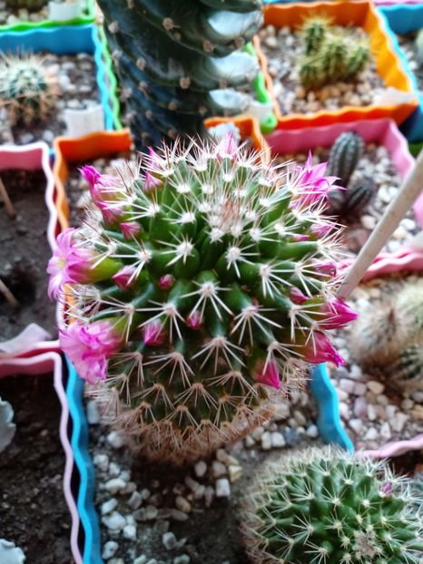  - Mammillaria