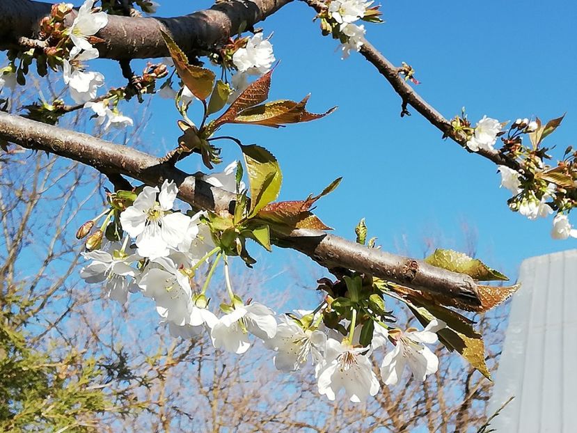  - 0-2019 - De prin curte