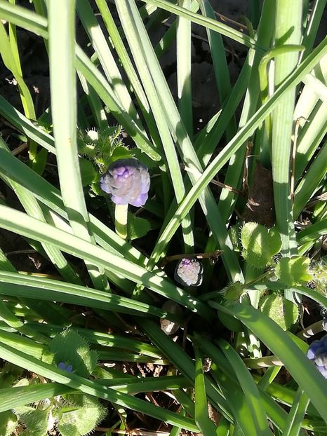  - 0-2019 - De prin curte