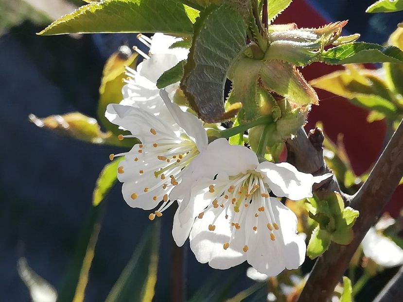  - 0-2019 - De prin curte