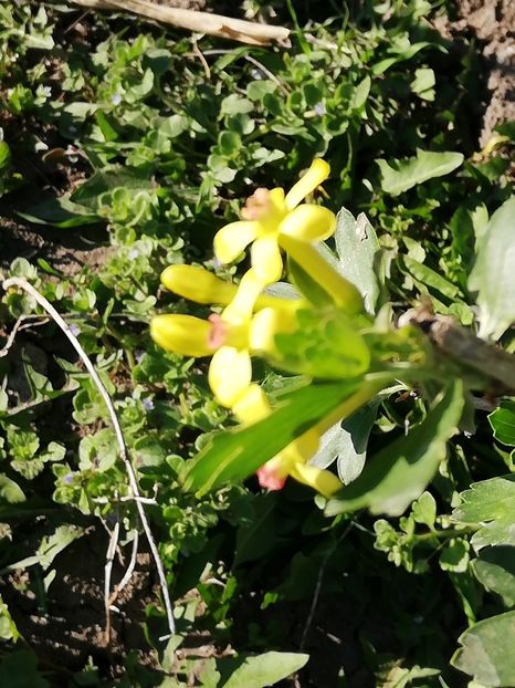  - 0-2019 - De prin curte