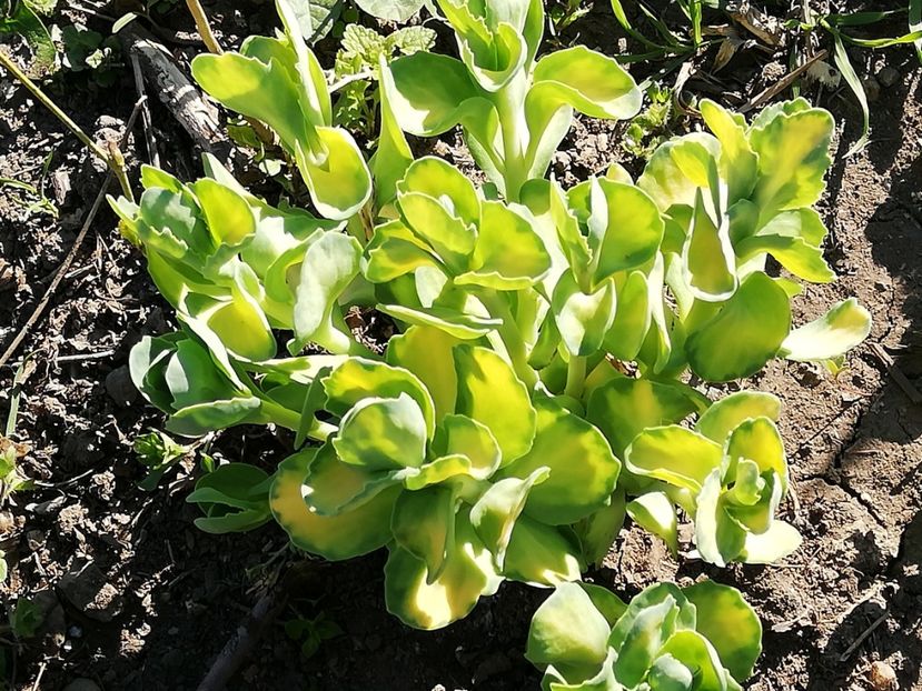  - 0-2019 - De prin curte