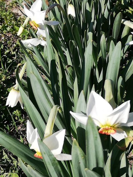  - 0-2019 - De prin curte