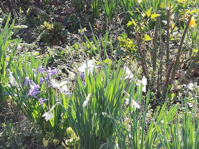  - 0-2019 - De prin curte