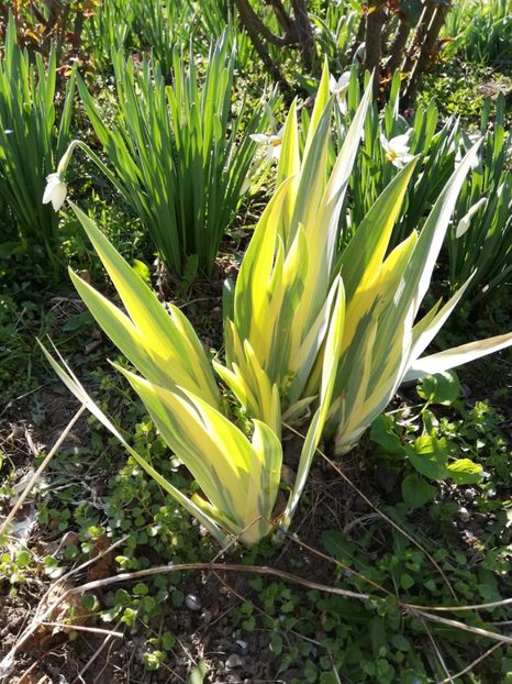  - 0-2019 - De prin curte