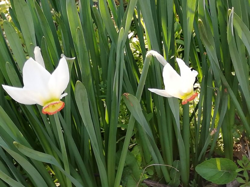  - 0-2019 - De prin curte