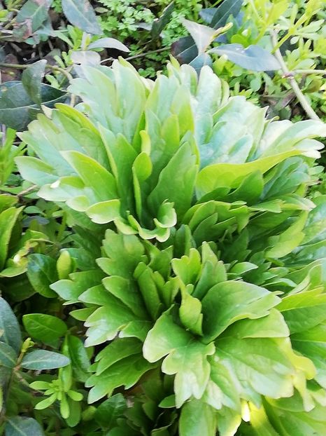  - 0-2019 - De prin curte