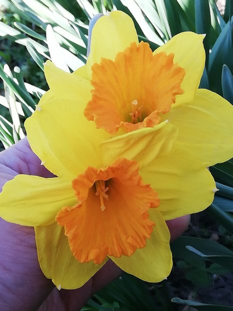  - 0-2019 - De prin curte