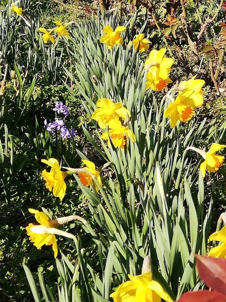  - 0-2019 - De prin curte