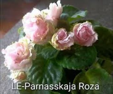 images (1) - LE-PARNASSKAYA-ROZA
