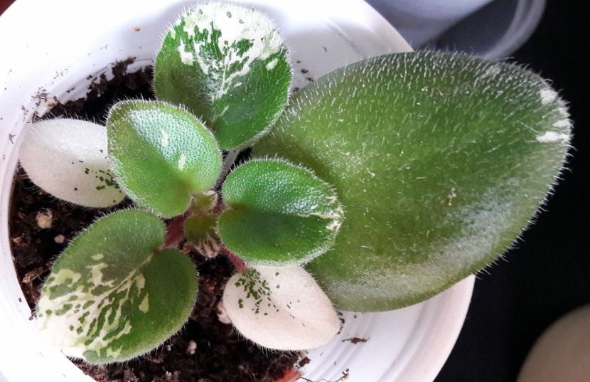 Un puiut dragut - Pat Champagne