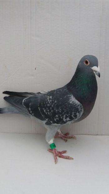 M 2017 vandut - De! voiajori vanduti