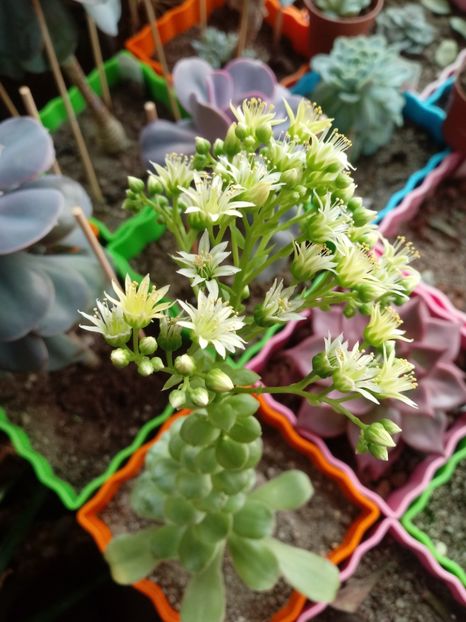  - Echeveria si alte suculente asemanatoare