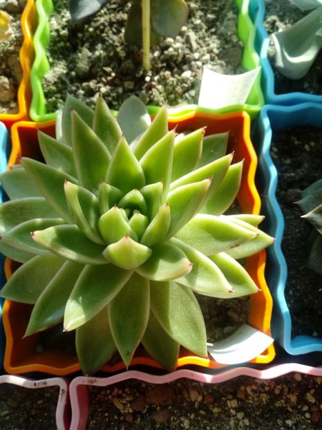  - Echeveria si alte suculente asemanatoare