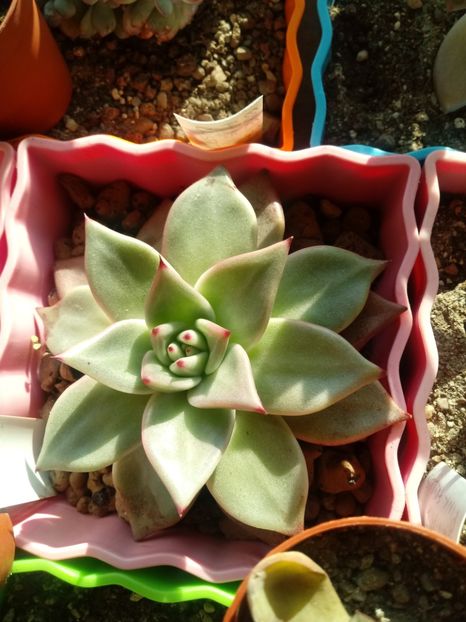  - Echeveria si alte suculente asemanatoare