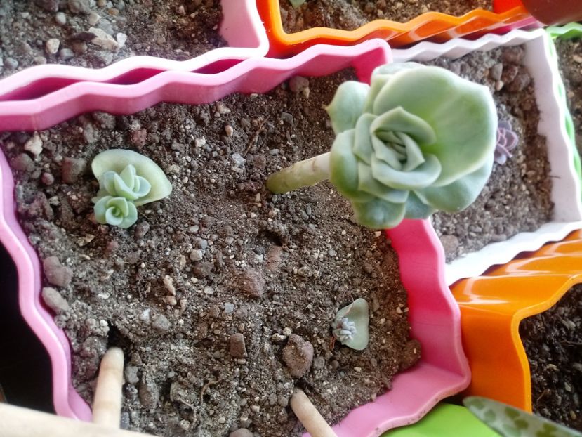  - Echeveria si alte suculente asemanatoare