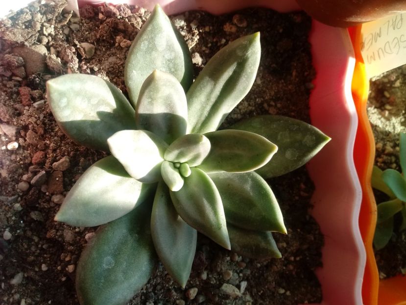  - Echeveria si alte suculente asemanatoare