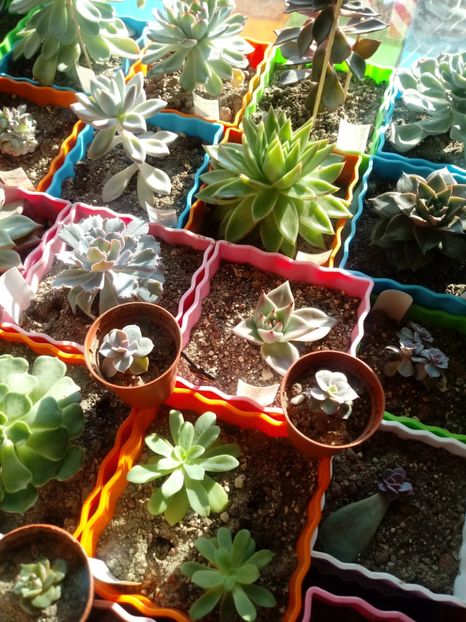  - Echeveria si alte suculente asemanatoare