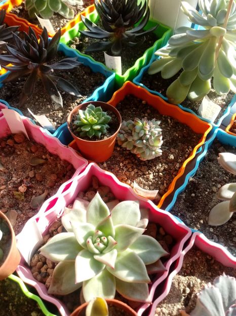  - Echeveria si alte suculente asemanatoare