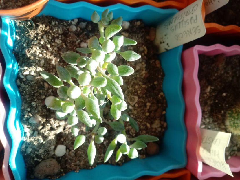  - Echeveria si alte suculente asemanatoare