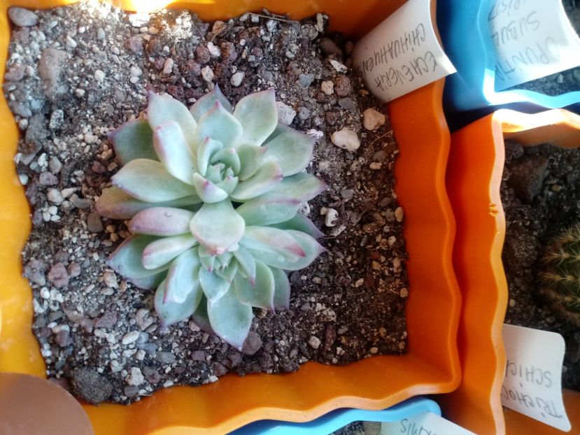  - Echeveria si alte suculente asemanatoare