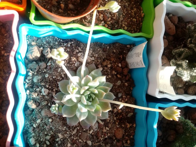  - Echeveria si alte suculente asemanatoare