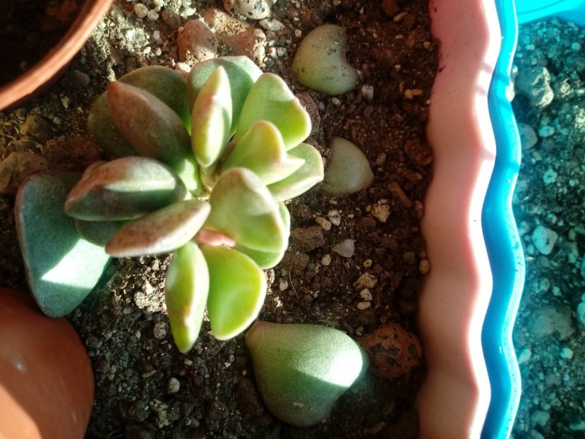  - Echeveria si alte suculente asemanatoare