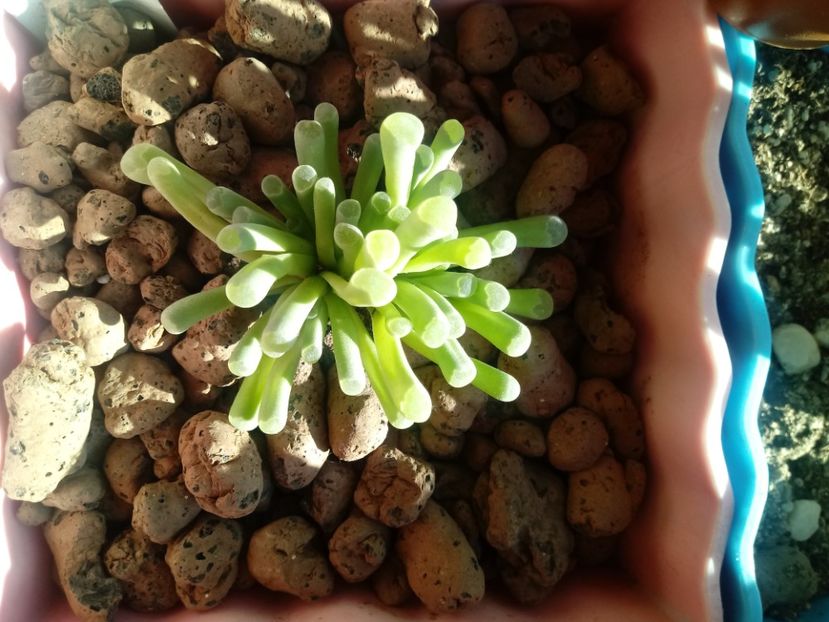  - Echeveria si alte suculente asemanatoare