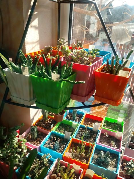  - Echeveria si alte suculente asemanatoare