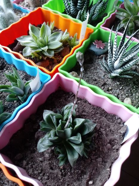  - Haworthia