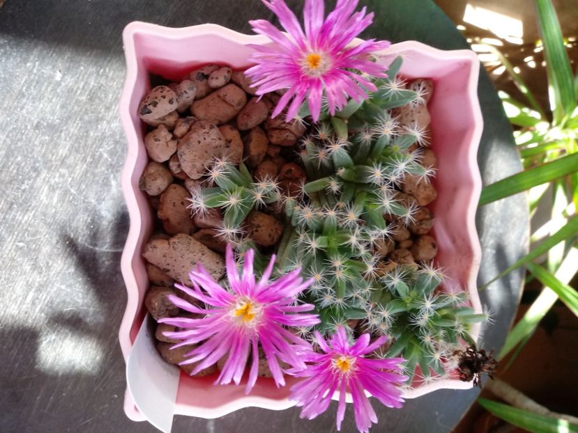  - Echeveria si alte suculente asemanatoare