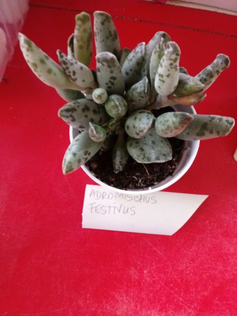  - Echeveria si alte suculente asemanatoare