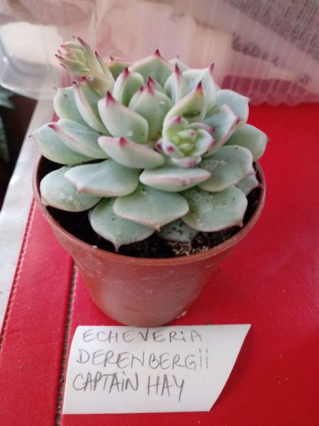  - Echeveria si alte suculente asemanatoare