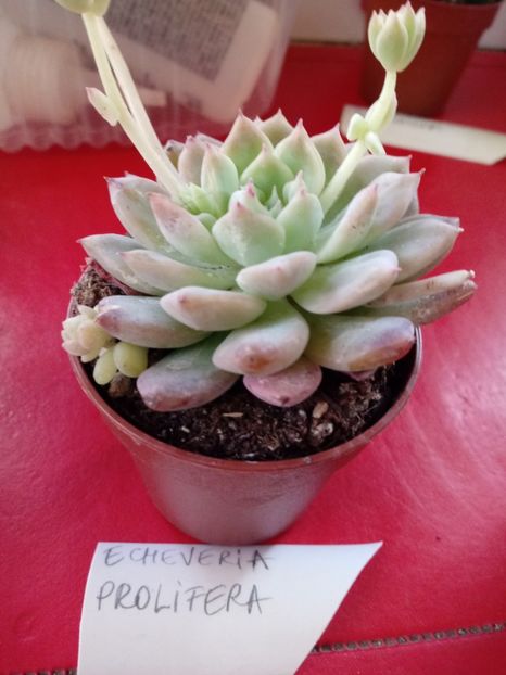  - Echeveria si alte suculente asemanatoare