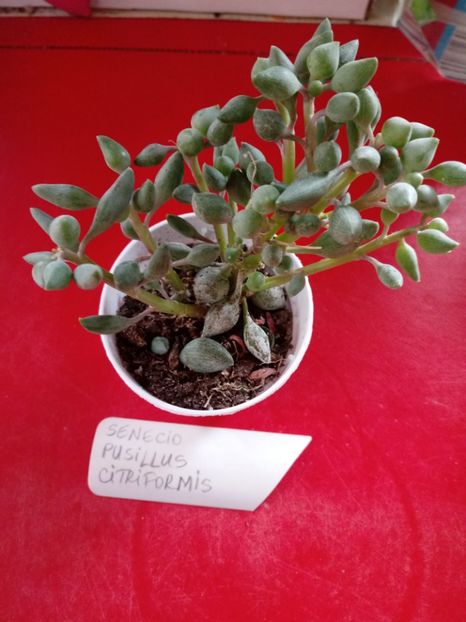  - Echeveria si alte suculente asemanatoare