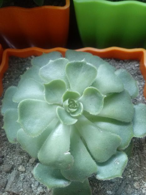  - Echeveria si alte suculente asemanatoare