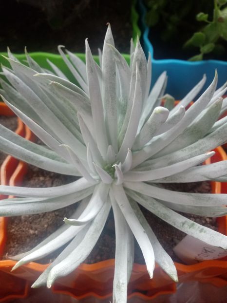  - Echeveria si alte suculente asemanatoare