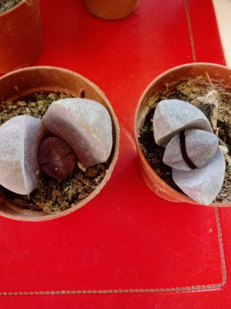  - Echeveria si alte suculente asemanatoare