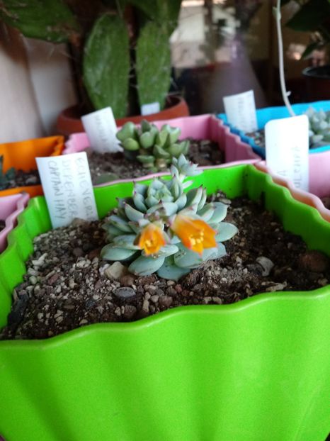  - Echeveria si alte suculente asemanatoare