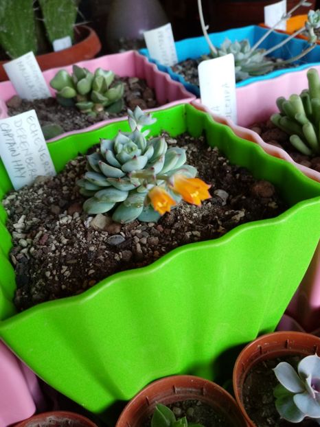  - Echeveria si alte suculente asemanatoare