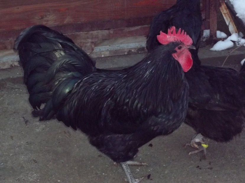 - Australorp