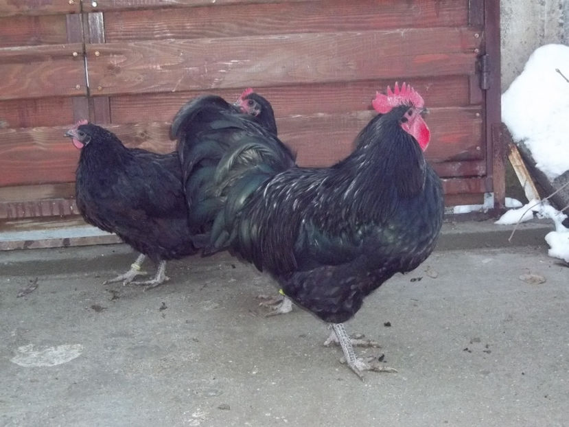 - Australorp