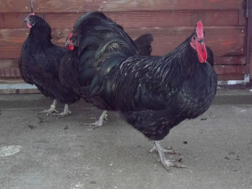  - Australorp